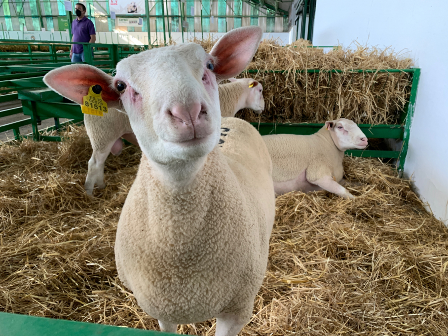 Oveja en la Feria de Zafra