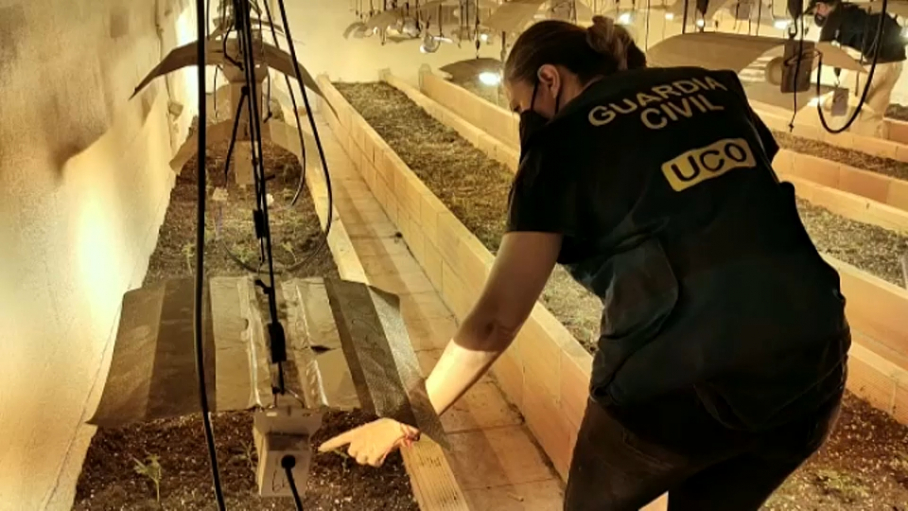 Agente de la OCU en la plantación de marihuana intervenida