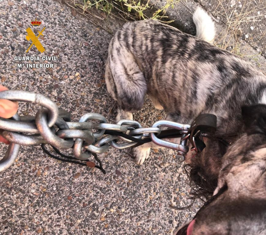 Perro maltratado