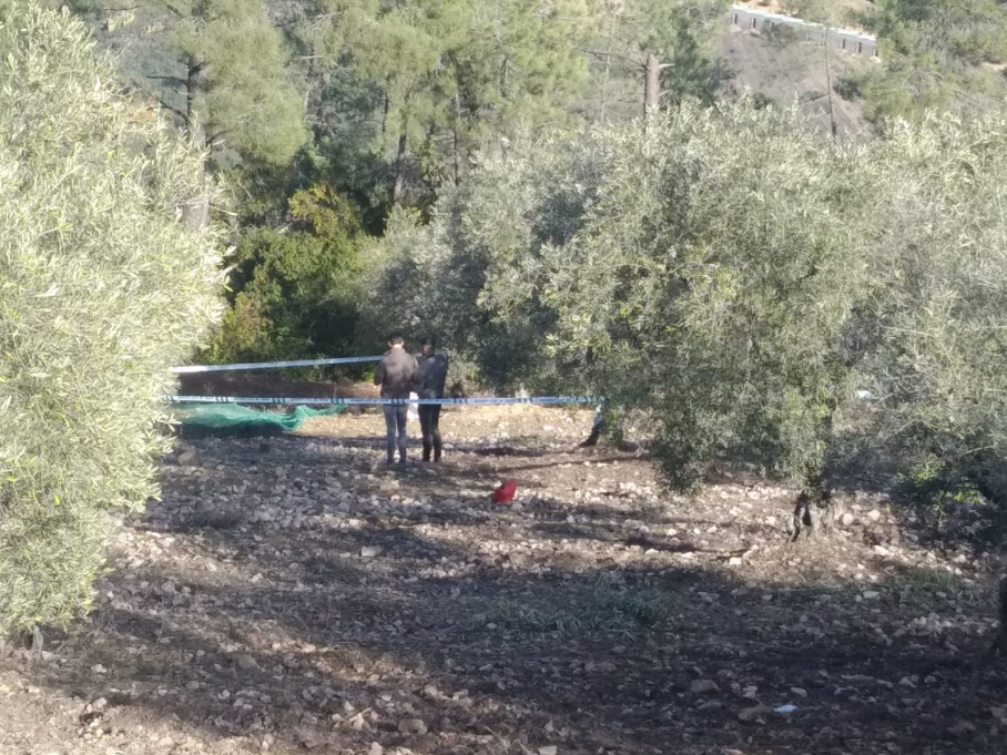 Olivar donde fue encontrada la víctima, en el Paraje 'La Porrilla'