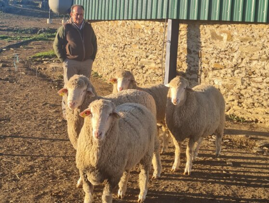 Ejemplares de carneros descendientes de cruce entre Cabaña Perales y merino australiano  Fuente de los Romeros