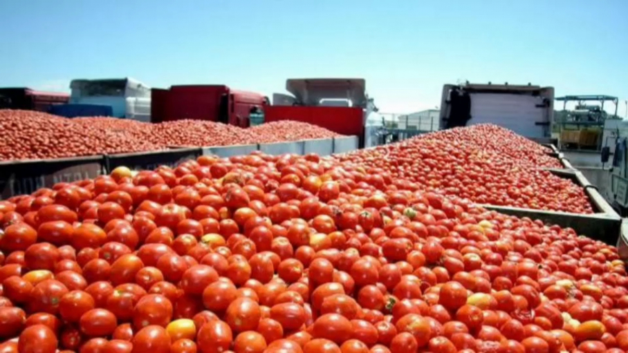 Recolección de tomate de Vegas Bajas