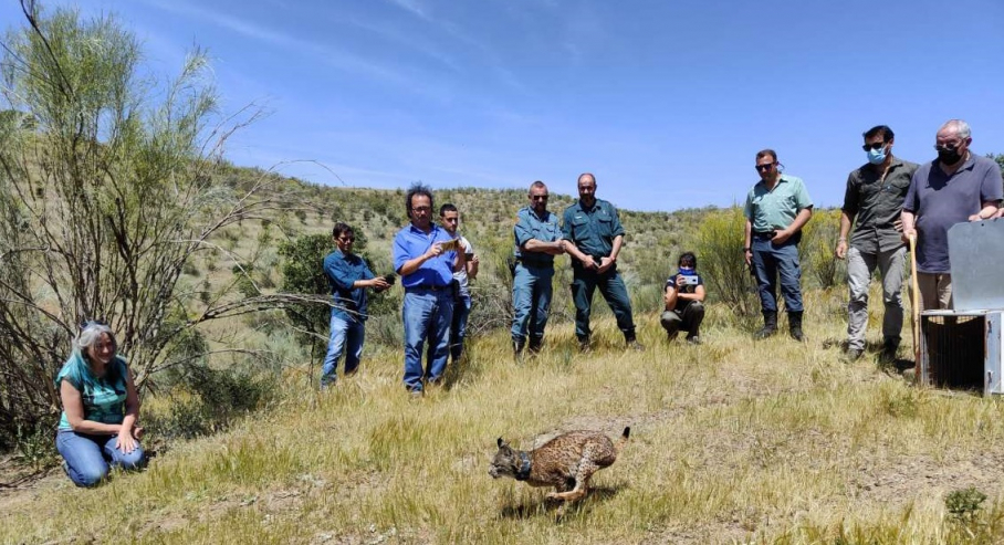 Suelta de lince ibérico en Hornachos