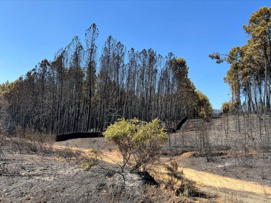 Árboles quemados en el incendio en la sierra de Gata