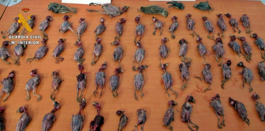 Pájaros en Calzadilla de los Barros