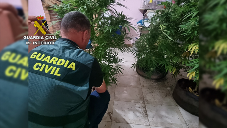 Plantas marihuana Guardia Civil