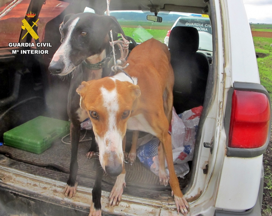 Caza furtiva con galgos