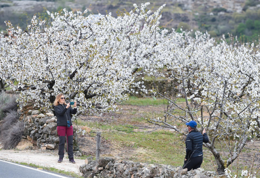 Cerezo en flor