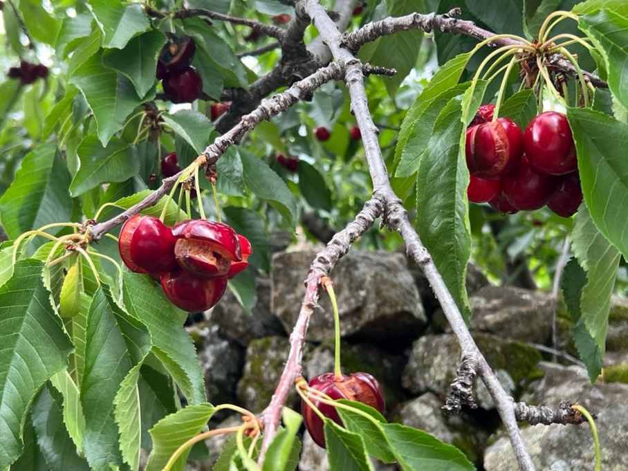 Daños cerezas