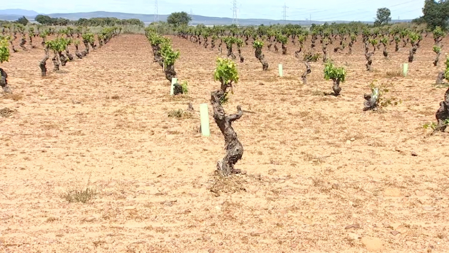 Ayudas al viñedo y al olivar
