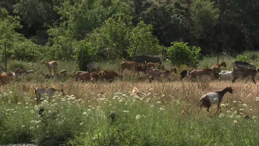 Ayudas de la PAC en Extremadura