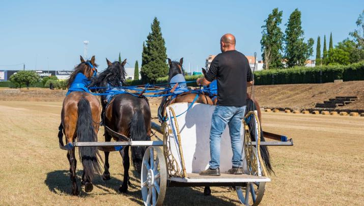 Ensayos de la carrera de cuadrigas en Mërida