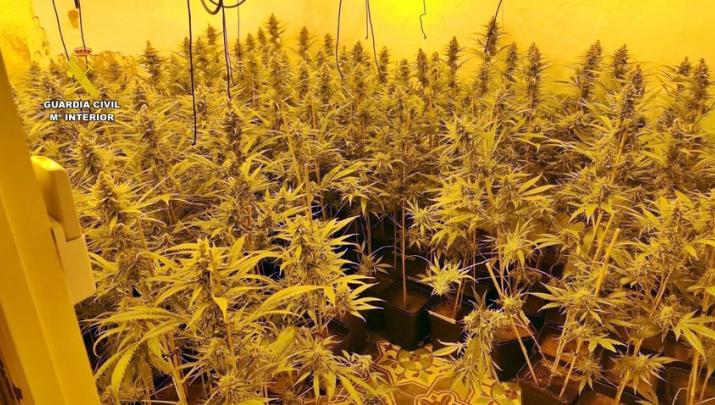 Detenidas tres personas por cultivo de medio millar de plantas de marihuana en una vivienda en Castuera