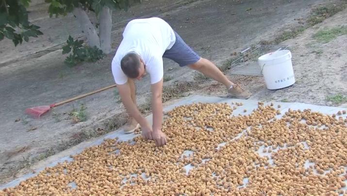 Higos de Almoharín