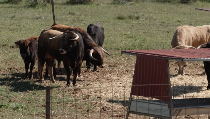 Ganadería La Solana, Tierra de Toros, Canal Extremadura, Juan Bazaga