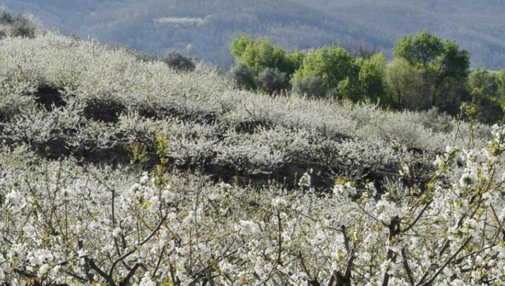 Cerezos en flor en el Valle del Jerte