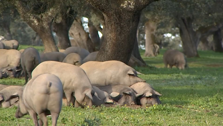Cerdos ibéricos comiendo bellotas en Segura de León