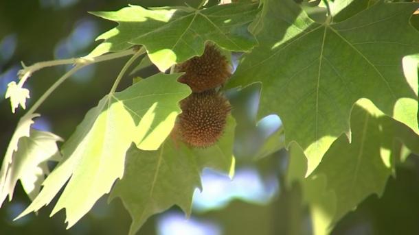 Plátano de sombra