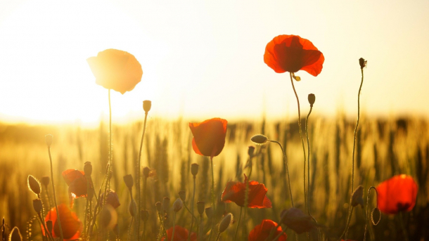Amapolas en el campo