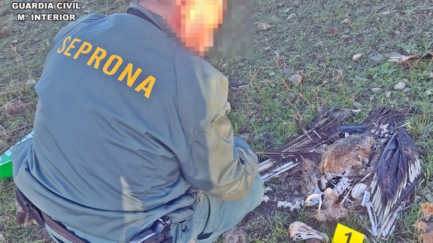 Inspección de ave electrocutada