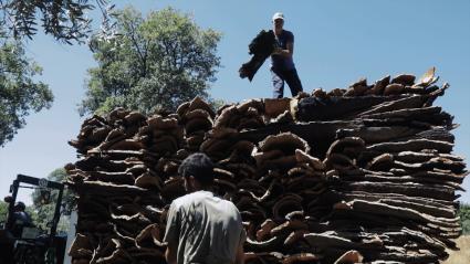Trabajadores preparando planchas de corcho tras la saca