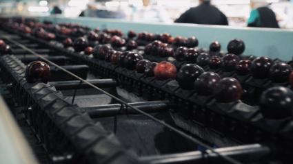 Ciruelas en una cinta en una fábrica