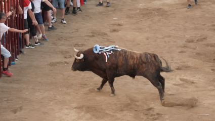 Toro Juventud Cauriense, Sanjuanes, San Juan Coria, Encierro Toros, Juan Bazaga, Tierra de Toros, Canal Extremadura