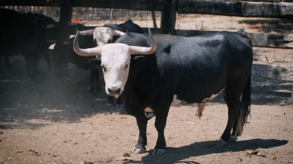 Toros Caras Blancas, Julian Carpio, Juan Bazaga, Tierra de Toros, Canal Extremadura
