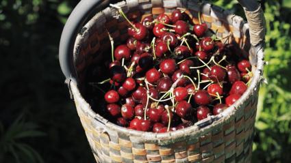 Cesta con cerezas