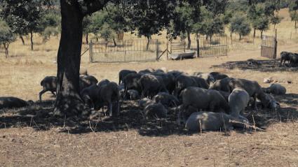 Ovejas a la sombra de un árbol