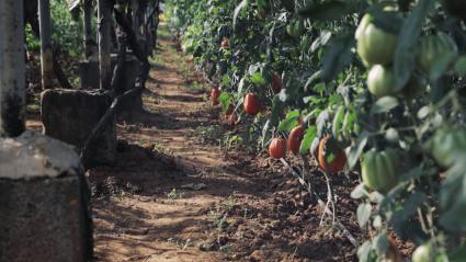 Plantas con tomates en una explotación extremeña