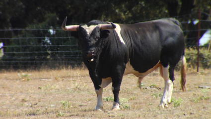 Barcial, Ganadería brava, Salamanca, Campo Charro, Centenario ganadería, Jesús Cobaleda, Ceret, Juan Bazaga, Tierra de Toros, Canal Extremadura