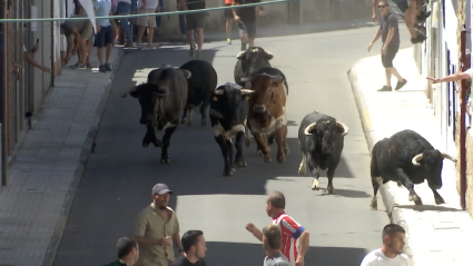 Encierros San Buenaventura, Toros Moraleja, Fiesta de Interés Turístico Regional, Juan Bazaga, Canal Extremadura, Tierra de Toros