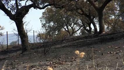 incendios forestales