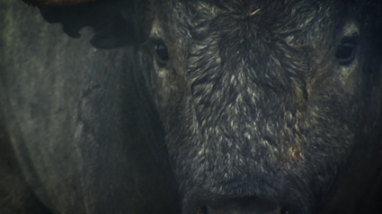 Cobradiezmos, Victorino Martín, Muere el bravo, Adiós a un bravo, Tierra de Toros, Canal Extremadura, Juan Bazaga