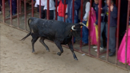 Huertas de Ánimas, Capeas tradicionales, Vacas, Toros, Encierros, Juan Bazaga, Tierra de Toros, Canal Extremadura