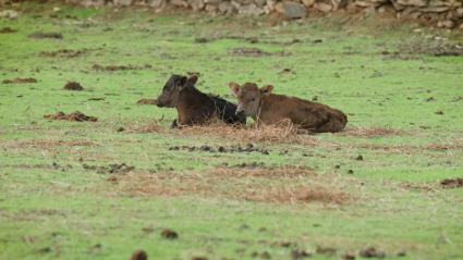 Campo Bravo, Bernardino Píriz, Mellizas las Noras, Tierra de Toros, Juan Bazaga, Canal Extremadura 