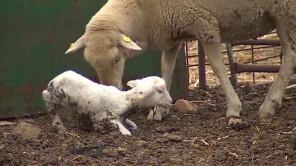 Nuevos casos de lengua azul en Extremadura