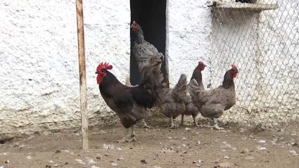 Así es es la gallina extremeña azul, una raza autóctona que está en peligro de extinción