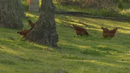 Crecen las consultas sobre el registro de gallinas en los municipios extremeños