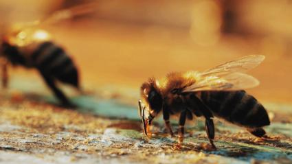 Abejas en una colmena