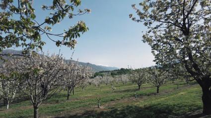 Finca con cerezos