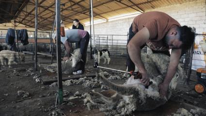 Esquiladores en pleno trabajo