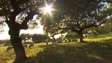 El apagón dejó leves incidencias en agricultura y mayores en ganadería y oficinas agrarias, según Asaja