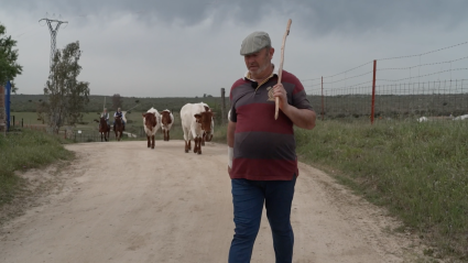 Parada de Bueyes, Francisco Cáceres, Tierra de Toros, Juan Bazaga, Canal Extremadura