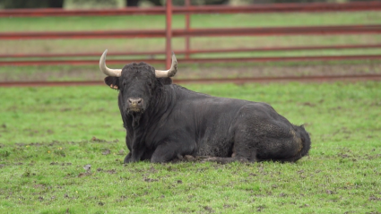 LLuvias toros, Leptospirosis, Antonio Alv¡barran, CENSYRA, Tierra de Toros, Juan BAzaga