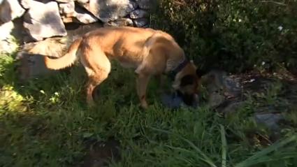 "Patrulla canina al rescate"