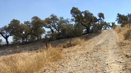 Interior adelanta al próximo 1 de junio el inicio de la campaña estatal estival contra los incendios forestales