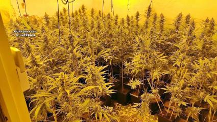 Detenidas tres personas por cultivo de medio millar de plantas de marihuana en una vivienda en Castuera