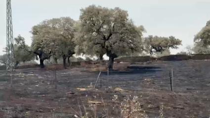 El Infoex interviene en 41 incendios forestales durante la última semana, que arrasan más de 3.000 hectáreas